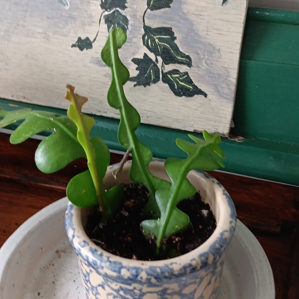ZIGZAG CACTUS ( Fishbone Orchid Cactus ) - Picture 2 of 5